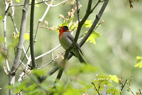 Red-faced warbler